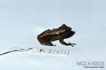 Media type: image;   Herpetology A-92115 Description: Photo of animal in life, taken in the field by Dr. Kenneth Ichiro Miyata. A slide of the photo was scanned in 2012 by Melissa Wooley.;  Aspect: lateral